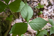 Jack-in-the-pulpit