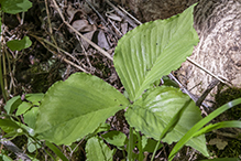 Jack-in-the-pulpit