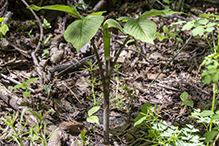 Jack-in-the-pulpit