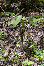 Jack-in-the-pulpit
