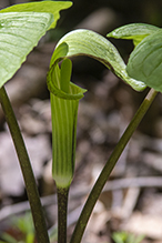 Jack-in-the-pulpit