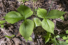 Jack-in-the-pulpit