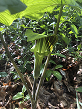 Jack-in-the-pulpit