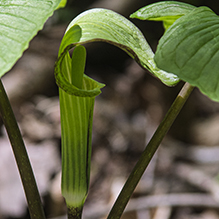 Jack-in-the-pulpit