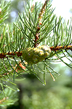jack pine