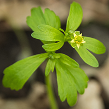 kidney-leaved buttercup