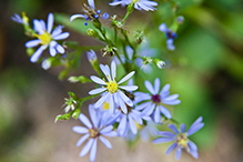 Lindley’s aster