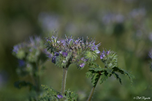 lacy phacelia