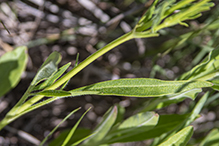 lance-leaf coreopsis