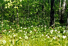 large-flowered trillium