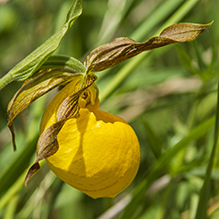 large yellow lady’s slipper