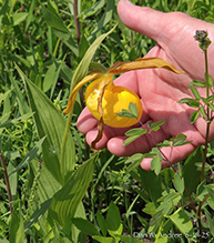large yellow lady’s slipper