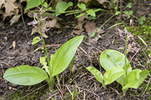 lily-leaved twayblade