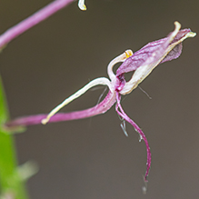 lily-leaved twayblade