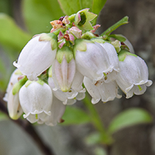 lowbush blueberry