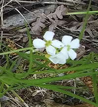 lyre-leaved rock cress
