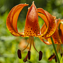 Michigan lily