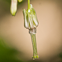 Missouri gooseberry