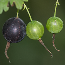 Missouri gooseberry