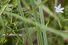 marsh bellflower (var. grandiflora)