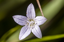 marsh bellflower (var. grandiflora)