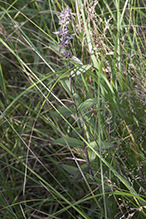 marsh hedge nettle