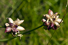 meadow garlic