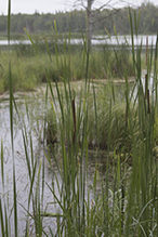 narrow-leaved cattail 