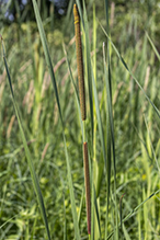 narrow-leaved cattail 