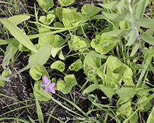 northern bog violet