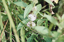 northern bugleweed