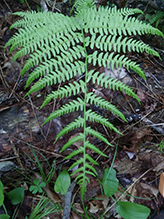 northern lady fern
