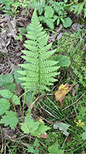 northern lady fern