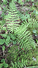northern lady fern