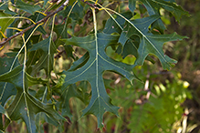 northern pin oak