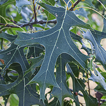 northern pin oak