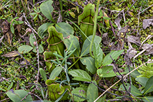 northern purple pitcherplant