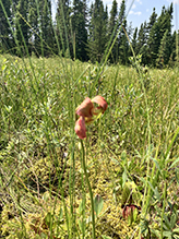northern purple pitcherplant