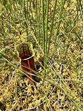 northern purple pitcherplant