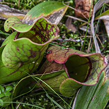 northern purple pitcherplant