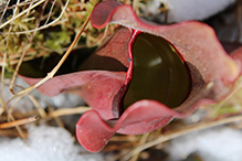 northern purple pitcherplant