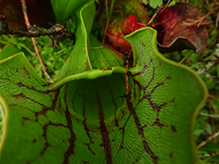 northern purple pitcherplant