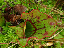 northern purple pitcherplant