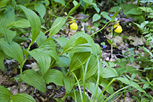 northern small yellow lady’s slipper