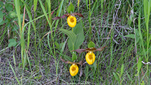 northern small yellow lady’s slipper