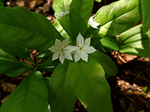northern starflower