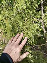 northern white cedar