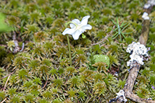 one-flowered wintergreen