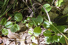 one-sided wintergreen