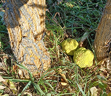 osage-orange